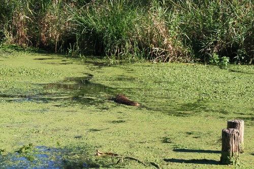 https://www.naturtheater-reutlingen.de/content/igal/k-2013_ausflug_5_taubergiessen_4625a-X5FIPX-L-25503.jpg