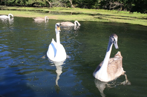 https://www.naturtheater-reutlingen.de/content/igal/k-2013_ausflug_5_taubergiessen_4632-MUGT5J-L-25504.jpg